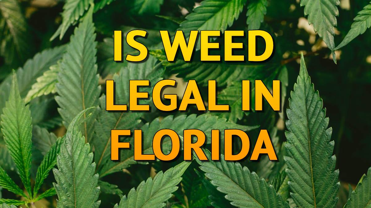 Is Weed Legal in Florida