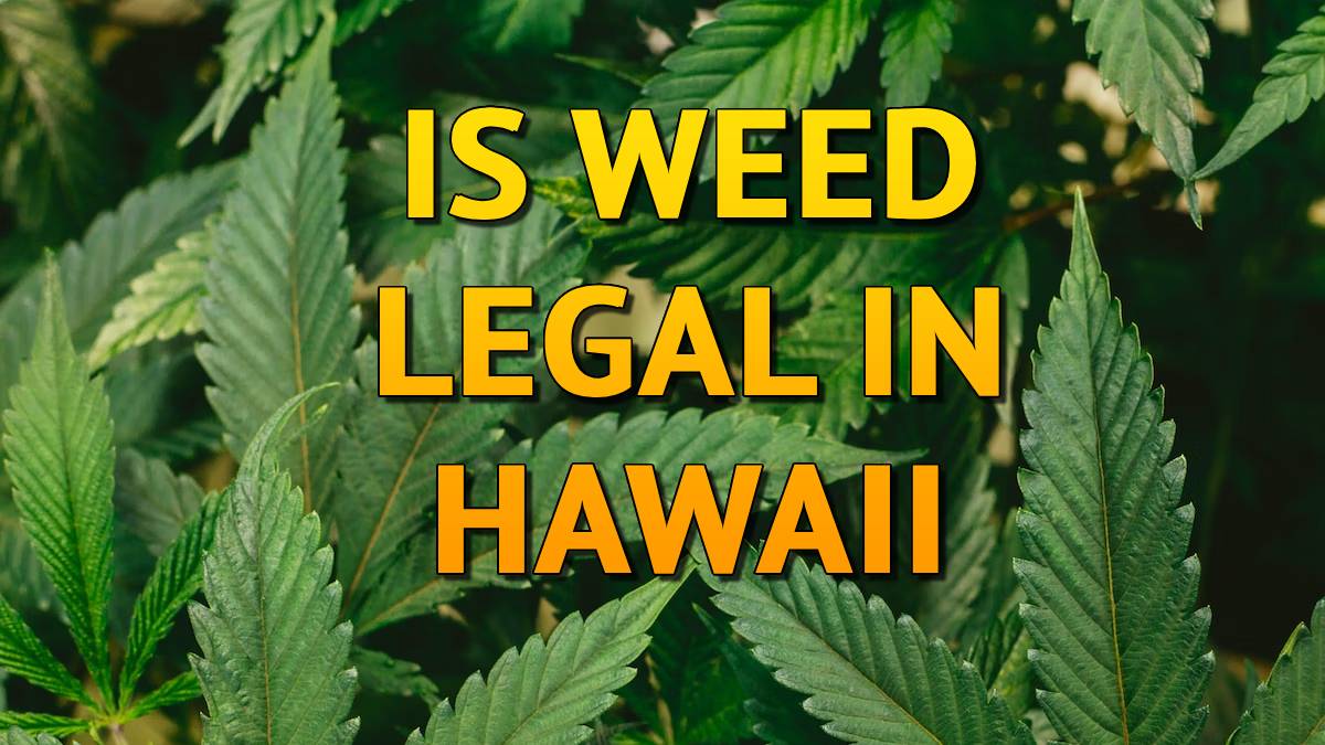 Is Weed Legal in Hawaii
