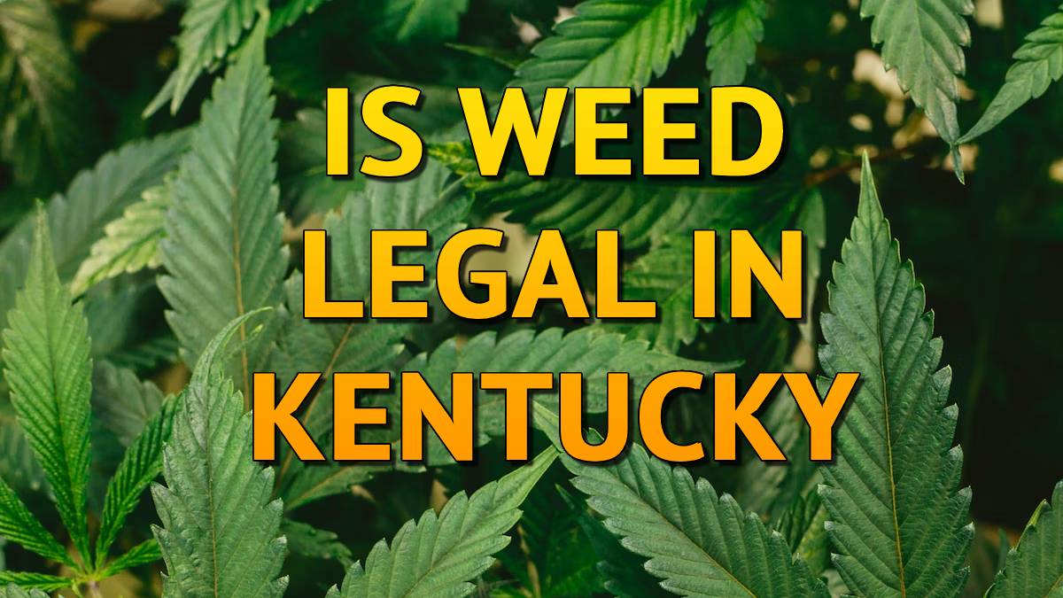 Is Weed Legal in Kentucky