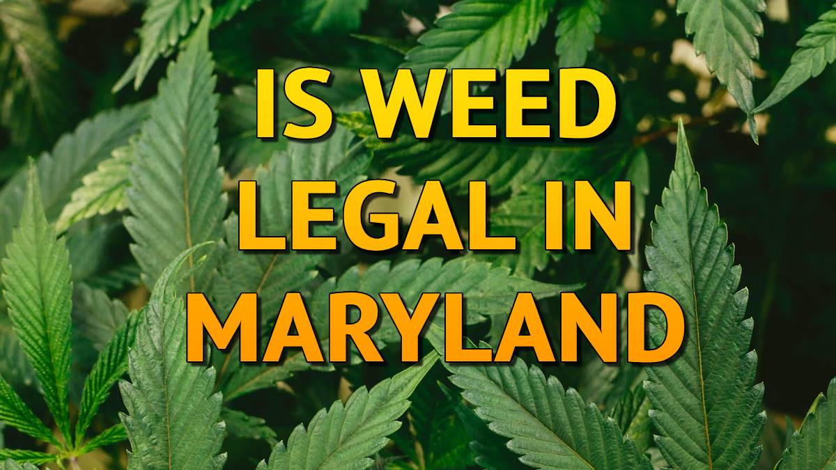 Is Weed Legal in Maryland